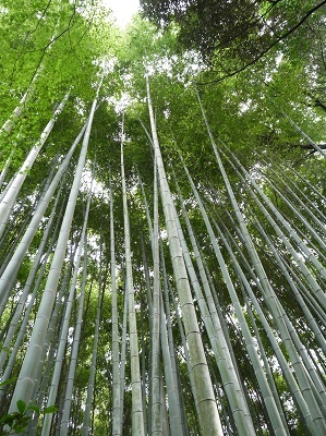 竹の寺 ~ 地蔵院 (京都) ~_c0235725_0475833.jpg