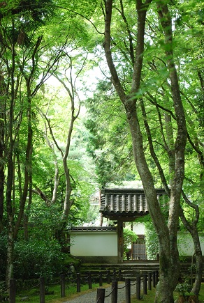 竹の寺 ~ 地蔵院 (京都) ~_c0235725_0511156.jpg
