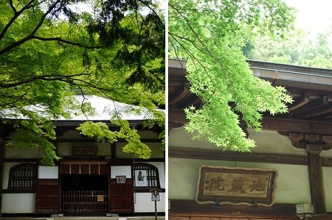 竹の寺 ~ 地蔵院 (京都) ~_c0235725_181295.jpg