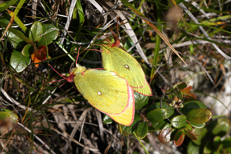 d0054625_2252519.jpg