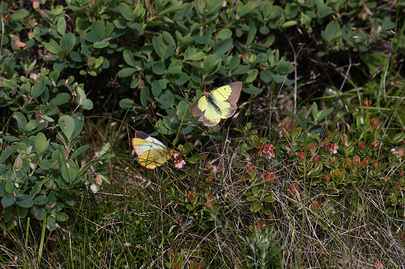 d0054625_2302452.jpg