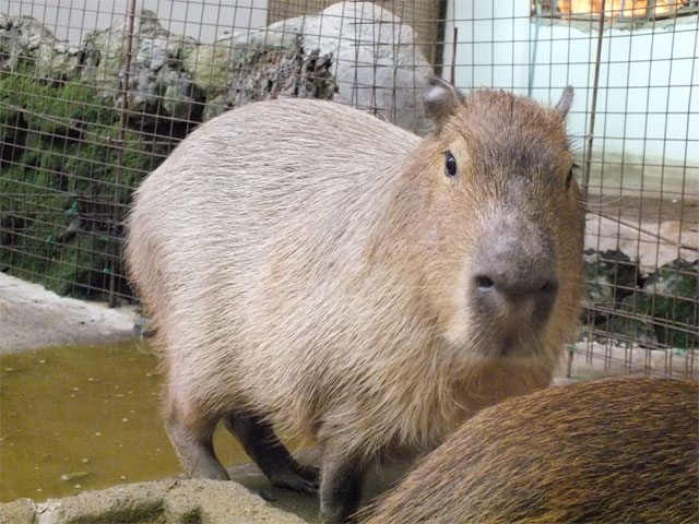 草津カピ親子のごはんタイム_a0179837_117119.jpg