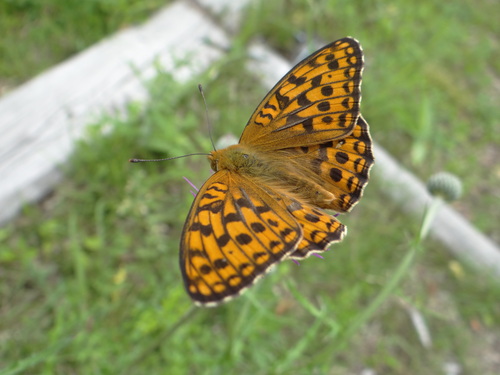 ウラギンヒョウモン 信州編_d0254540_2145462.jpg