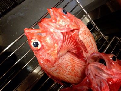 網走特上釣りキンキの干物 根津松本仕上げ 根津松本 番長 鈴木勇治による 魚の美学