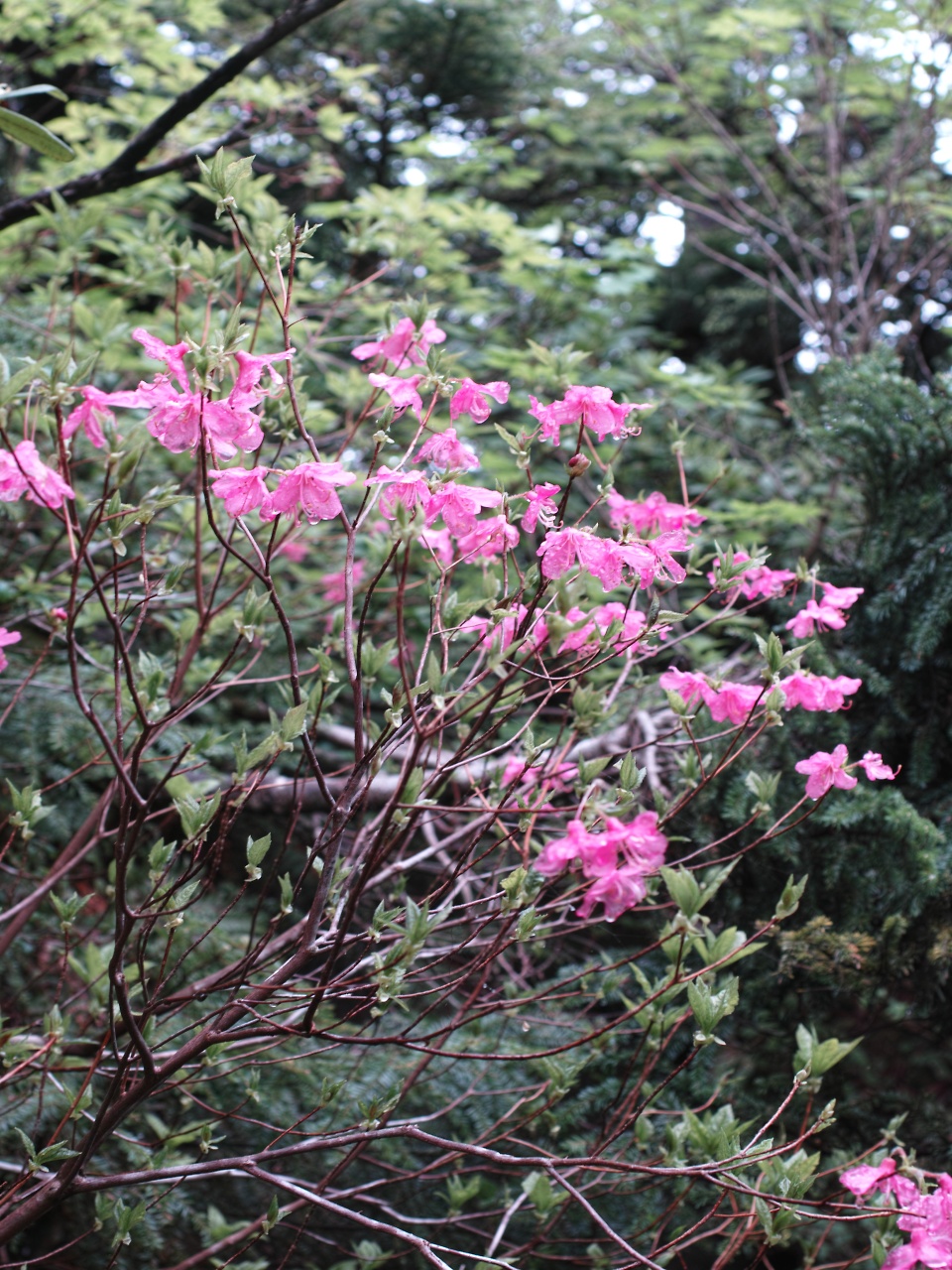 c0008948_17253755.jpg