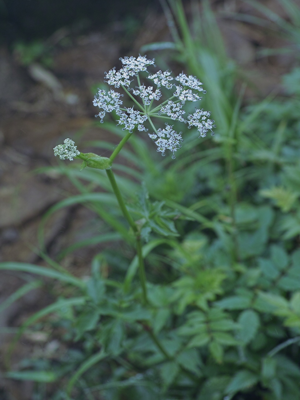 c0008948_17382853.jpg
