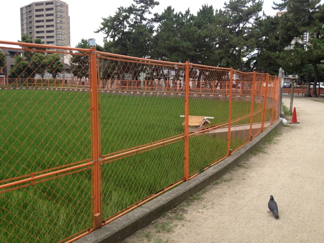 Aigamo Ducks are working this year too at Sumiyoshi Grand Shrine_e0046748_013538.jpg