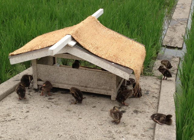 Aigamo Ducks are working this year too at Sumiyoshi Grand Shrine_e0046748_0135497.jpg