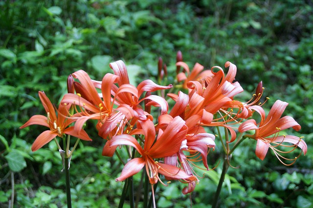 「早暁の山登り」（２）_f0201348_195194.jpg