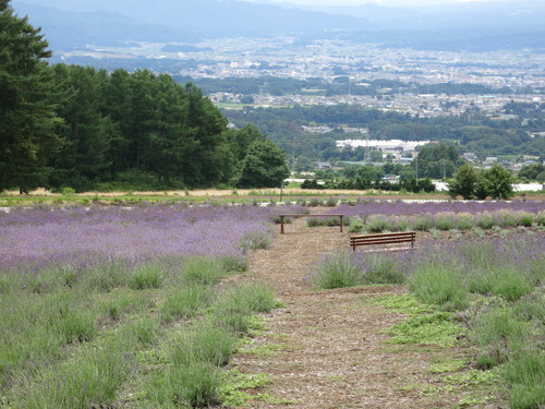 夢 ハーベスト農場でラベンダー摘み ぴきょログ 軽井沢でぐーたら生活