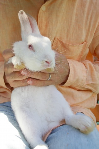 平塚「ふれあい動物園」、前編_e0045768_22142276.jpg