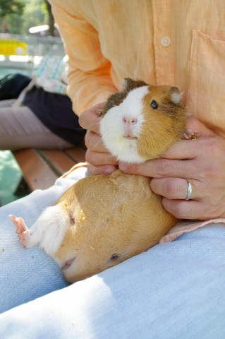 平塚「ふれあい動物園」、前編_e0045768_2218357.jpg