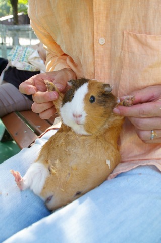 平塚「ふれあい動物園」、前編_e0045768_22192932.jpg