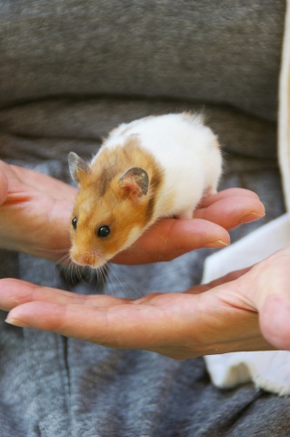 平塚「ふれあい動物園」、前編_e0045768_22203947.jpg