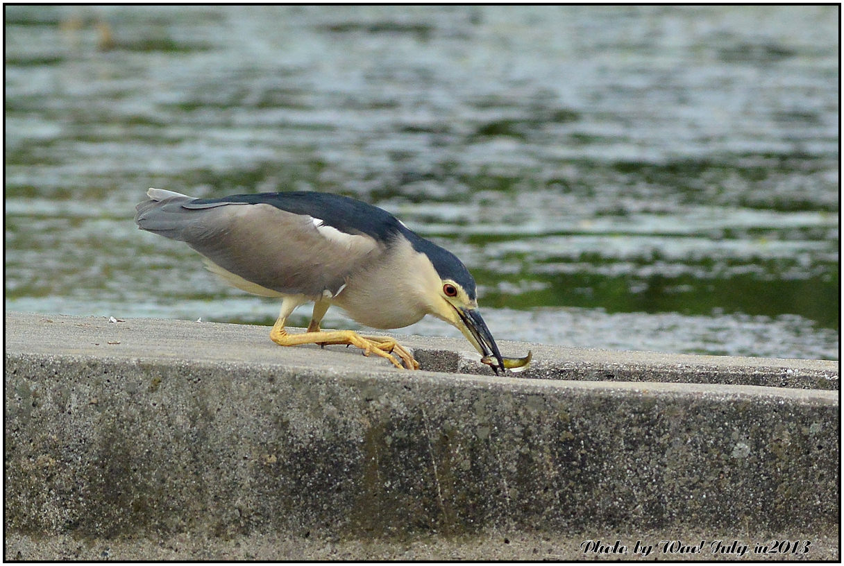 ゴイサギ自分専用食事場所　>>>_c0198669_17345988.jpg