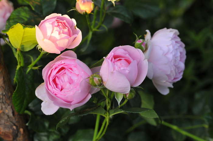 JUDEの庭と薔薇のカヲリ