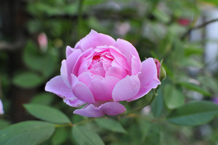 刺無しバラ モーティマー サックラー ｊｕｄｅの庭と薔薇のカヲリ