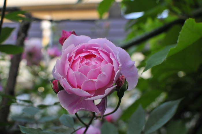 刺無しバラ モーティマー サックラー ｊｕｄｅの庭と薔薇のカヲリ