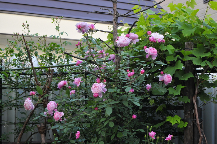 刺無しバラ モーティマー サックラー ｊｕｄｅの庭と薔薇のカヲリ