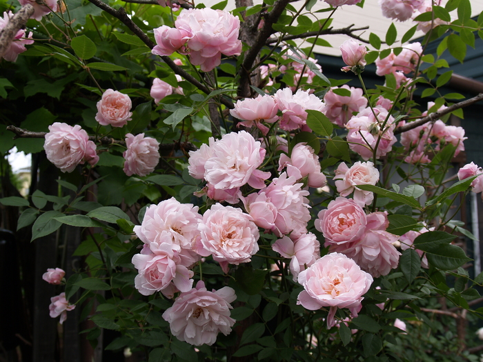 Amazon.co.jp: 芳香ミニ薔薇 ベンムーン 3号ポット苗 1個売り
