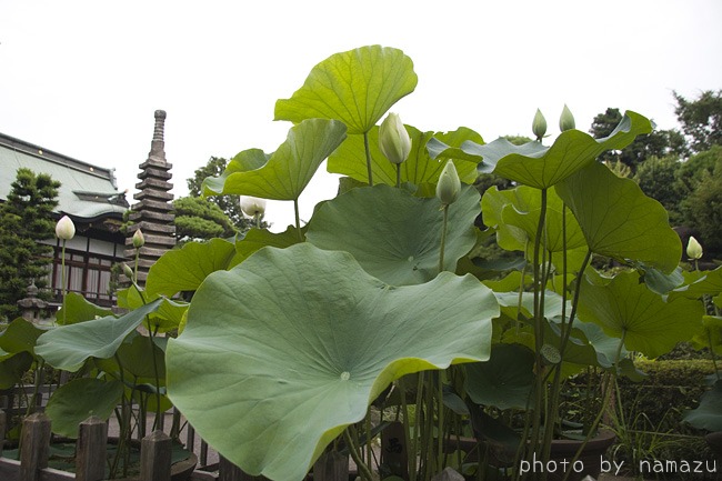 植村直己の墓・赤塚植物園_b0280176_20472187.jpg