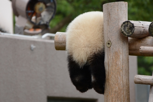 ２０１３年６月白浜パンダ見隊２その６　優ちゃんオヤツを堪能_a0052986_0255153.jpg