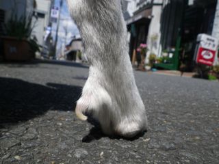 Kojimaがあって良かった話。_e0149587_15563239.jpg