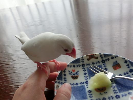メロンそろそろ食べてみる 動画もあり 文鳥ちゃんと暮らしてみたら