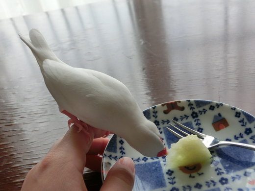 メロンそろそろ食べてみる 動画もあり 文鳥ちゃんと暮らしてみたら