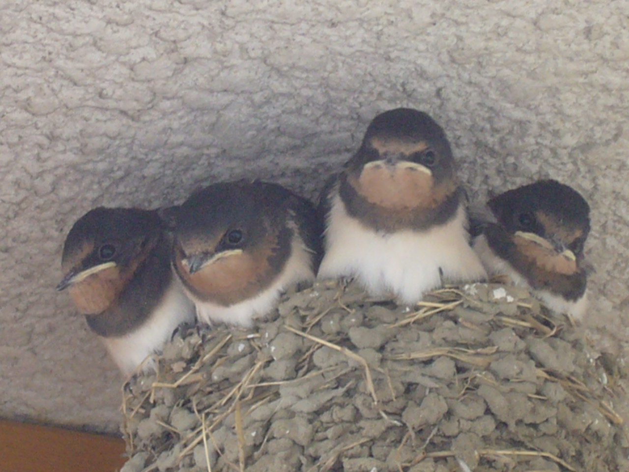 今年は４羽が巣立ちました。_b0133403_216445.jpg