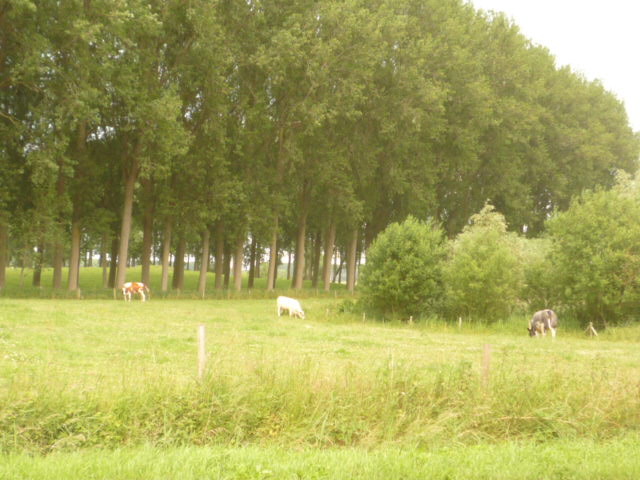 2013 JUN JULY ヨーロッパ後記11_f0180307_1749521.jpg