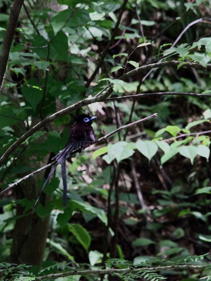 サンコウチョウ（2013年7月19日）_f0235311_18585561.jpg