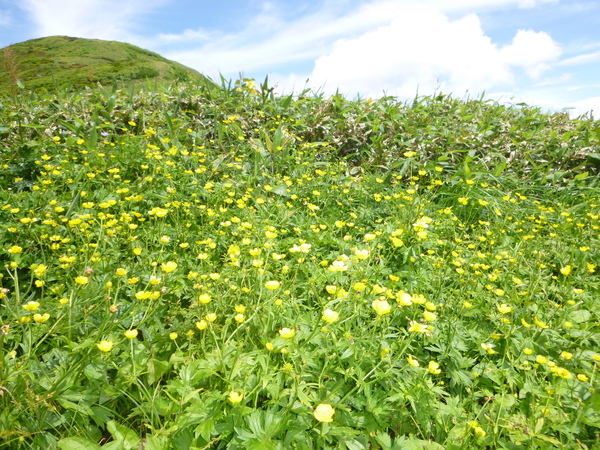 花の三ノ峰　（２，１２８M)　に登る　　完_d0170615_11363439.jpg