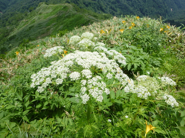 花の三ノ峰　（２，１２８M)　に登る　　完_d0170615_11365374.jpg