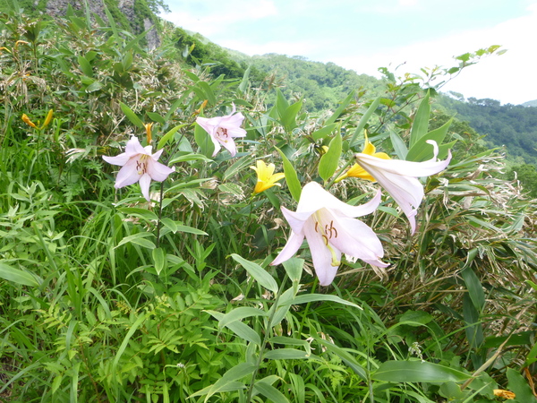 花の三ノ峰　（２，１２８M)　に登る　　完_d0170615_11382935.jpg