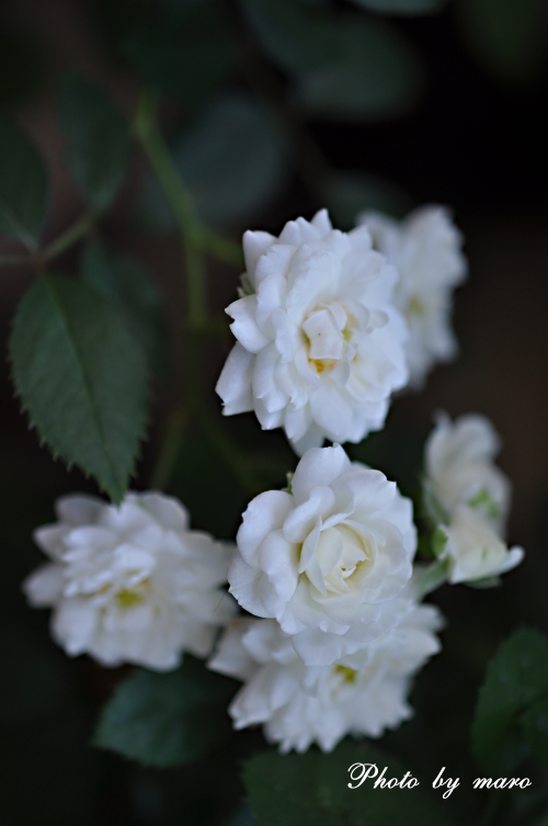 薔薇 アルバ・メイディランド と 紫陽花てまりてまり と cafeマット♪♪_e0160417_11184115.jpg