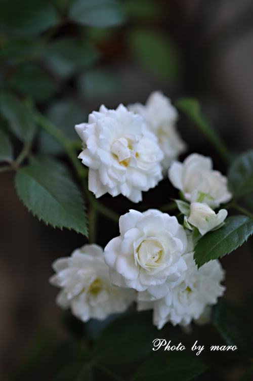 薔薇 アルバ・メイディランド と 紫陽花てまりてまり と cafeマット♪♪_e0160417_11202499.jpg