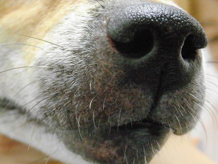マズルの脱毛 きたのさと動物病院 札幌白石区 東区 一般診療 皮膚科 耳科 マズルの脱毛 きたのさと動物病院 札幌白石区 東区 一般診療 皮膚科 耳科