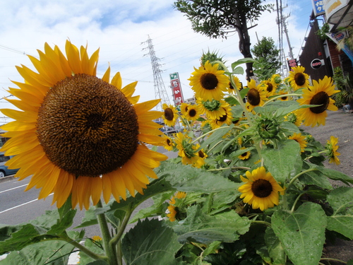 夏っていいなぁ～(o´∀｀o)_c0115421_21284285.jpg