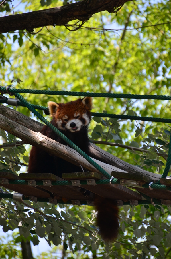 北海道旅行　３日目　旭山動物園_e0274428_23564541.jpg