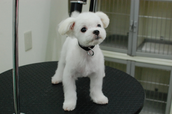 07 19 マルチーズ カットコース セカンドハウス