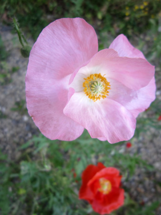 ひなげしの花が描くは_f0234936_2131291.jpg