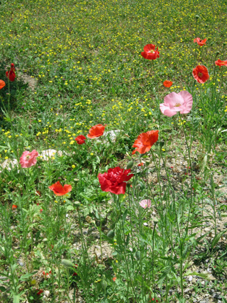 ひなげしの花が描くは イタリア写真草子