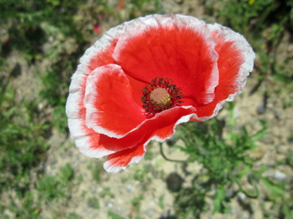 ひなげしの花が描くは_f0234936_214138.jpg
