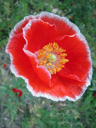 ひなげしの花が描くは イタリア写真草子 ひなげしの花が描くは イタリア写真草子