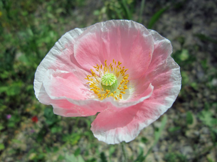 ひなげしの花が描くは_f0234936_2151084.jpg