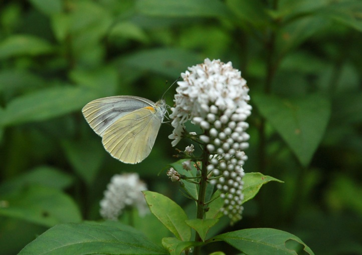 キャンプ、本格的に花の季節に入ったようす_c0002943_19591213.jpg