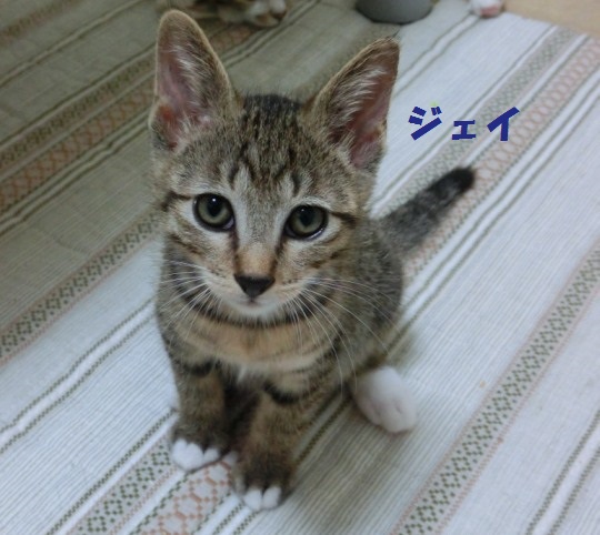 里親さん募集中の猫たち_b0024945_1027132.jpg