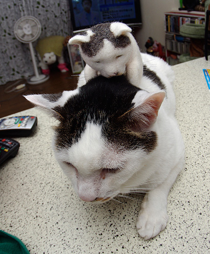 おんぶ おんぶ ぶつぶつ独り言２ うちの猫ら22