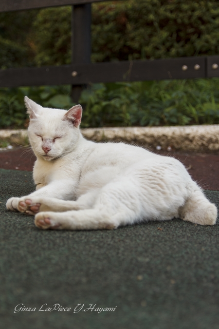 猫のいる風景　門仲のシロちゃん　肉球チラ見せ_b0133053_050363.jpg